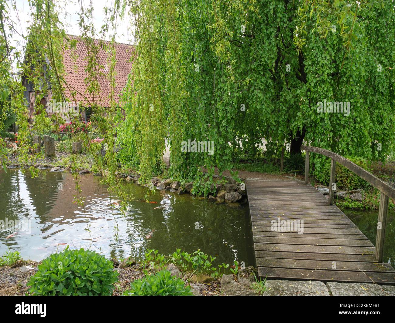 Un ponte di legno su uno stagno, circondato da salice e vegetazione lussureggiante di fronte a una casa, marbeck, vestfalia, germania Foto Stock