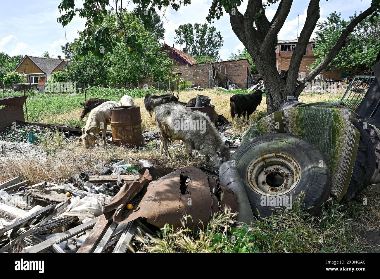 Non esclusivo: ORIKHIV, UCRAINA - 10 GIUGNO 2024 - capre di Viktor Zinchenko, 67, pascolano sull'erba tra gli oggetti scartati a Orikhiv, una città di Zapori Foto Stock