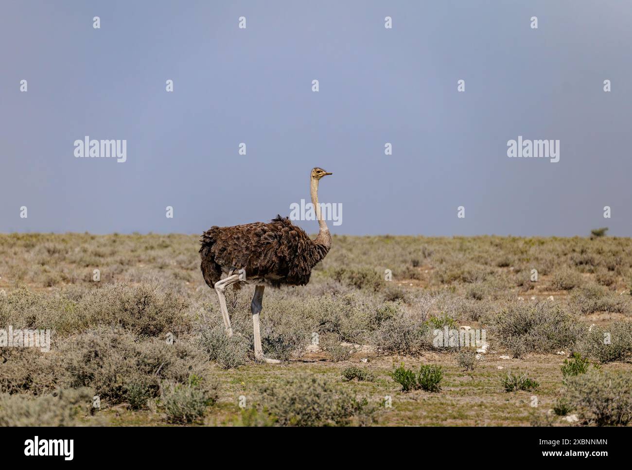 Struzzo africano nel Parco Nazionale di Etosha in Namibia Foto Stock