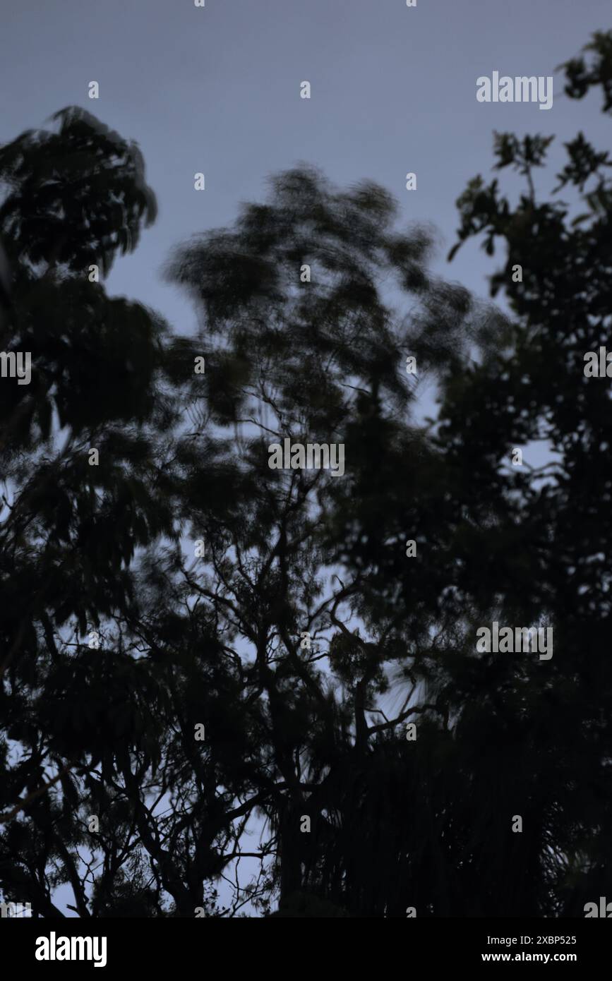 Lunga esposizione di alberi soffiati e sfocati dai venti tempestosi contro un cielo notturno grigio-blu Foto Stock