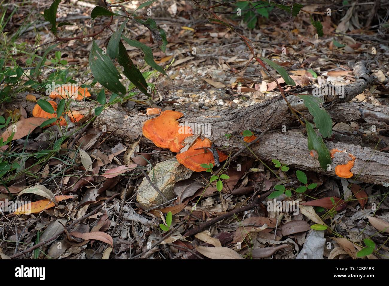 Funghi arancioni che crescono nel bosco morto nella riserva di Seven Hills, Brisbane, Queensland, Australia Foto Stock