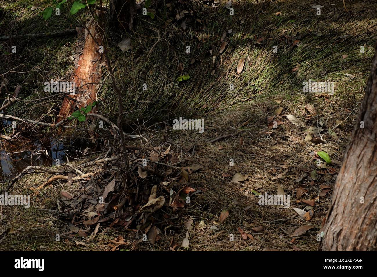 L'erba alta si appiattì e trascinò giù in uno stagno di canali nella riserva boscosa di Seven Hills dopo una tempesta con forti piogge Foto Stock
