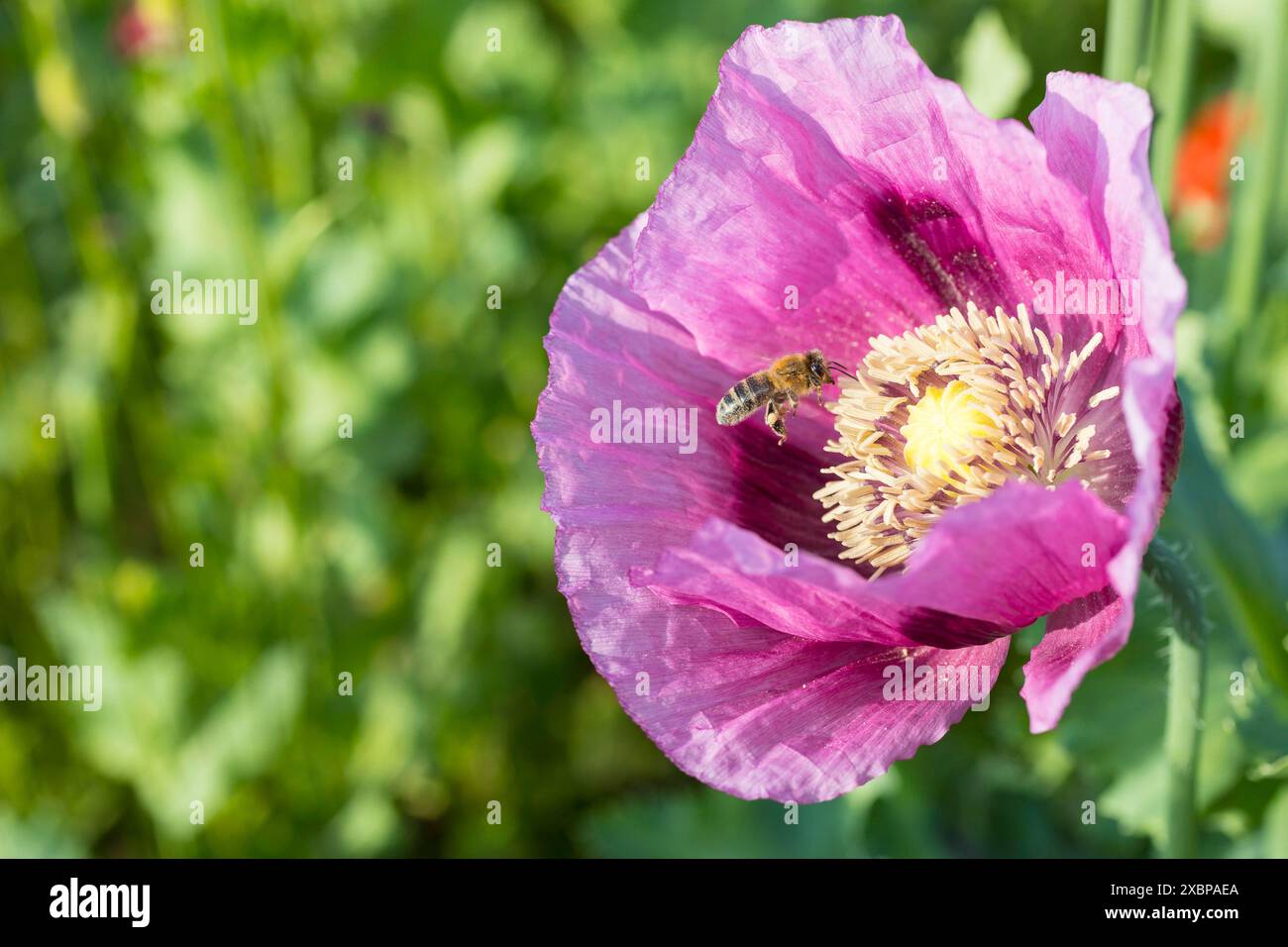 Honigbiene Apis mellifera in einer Blüte vom Blaumohn Papaver somniferum auf einem Feld bei Callenberg, Sachsen, Deutschland *** Honey bee ApIs mellif Foto Stock