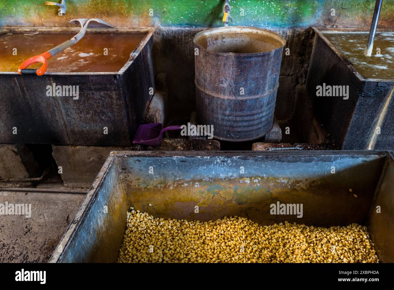 I grani di mais sono stati trasformati in serbatoi di ferro durante la nixtamalizzazione in un tortillería a Morelia, Michoacán, Messico. Foto Stock