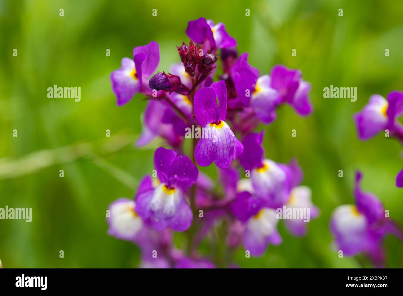 linaria maroccana , marocca Toadflax su un prato floreale per api e insetti Foto Stock