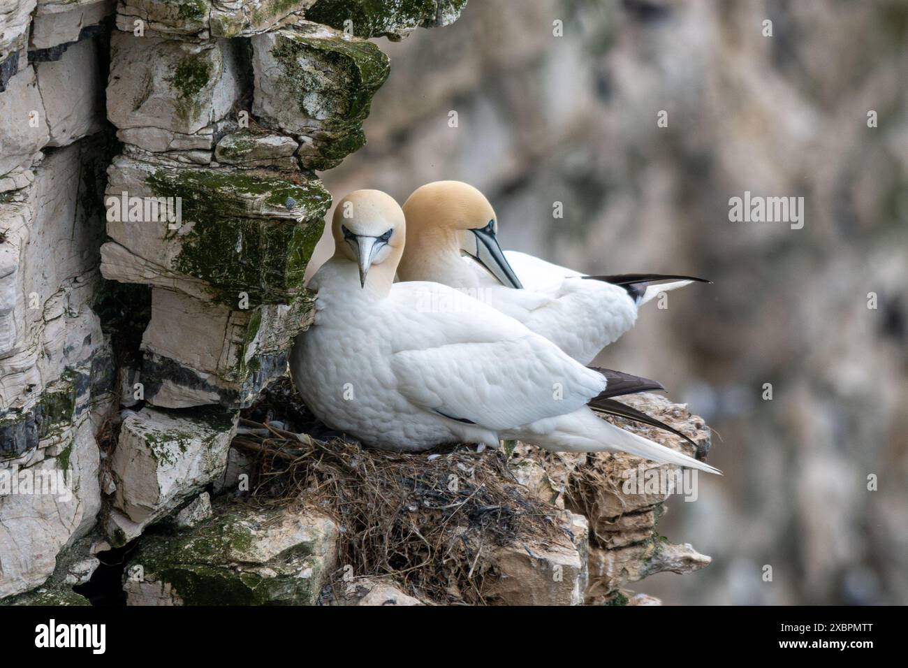 Coppia di gannetti (Morus bassanus), che nidificano uccelli marini sulle scogliere di Bempton, East Yorkshire, Inghilterra, Regno Unito, durante il mese di giugno Foto Stock