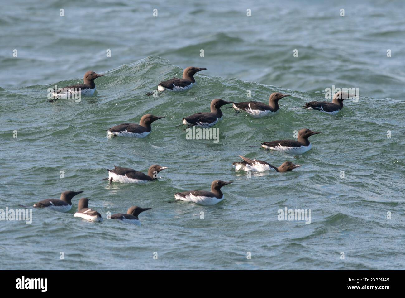 Uccelli di Guillemot (Uria aalge) uccelli marini ghigliemoti sul mare vicino RSPB Bempton Cliffs Nature Reserve, East Yorkshire, Inghilterra, Regno Unito Foto Stock