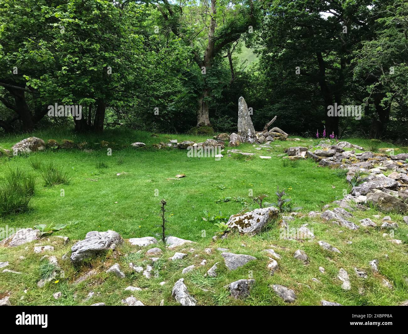 Coed Aber roundhouse, cerchio di capanne di Aber Falls, con pietra in piedi, contenente elementi dell'età del ferro, dell'età del bronzo e dell'uso medievale, nr. Rhaeadr Fawr Galles Foto Stock
