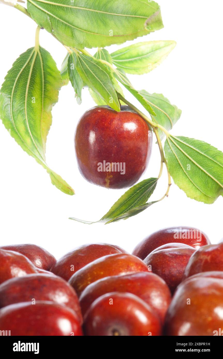 Jujube (Ziziphus jujuba) Foto Stock