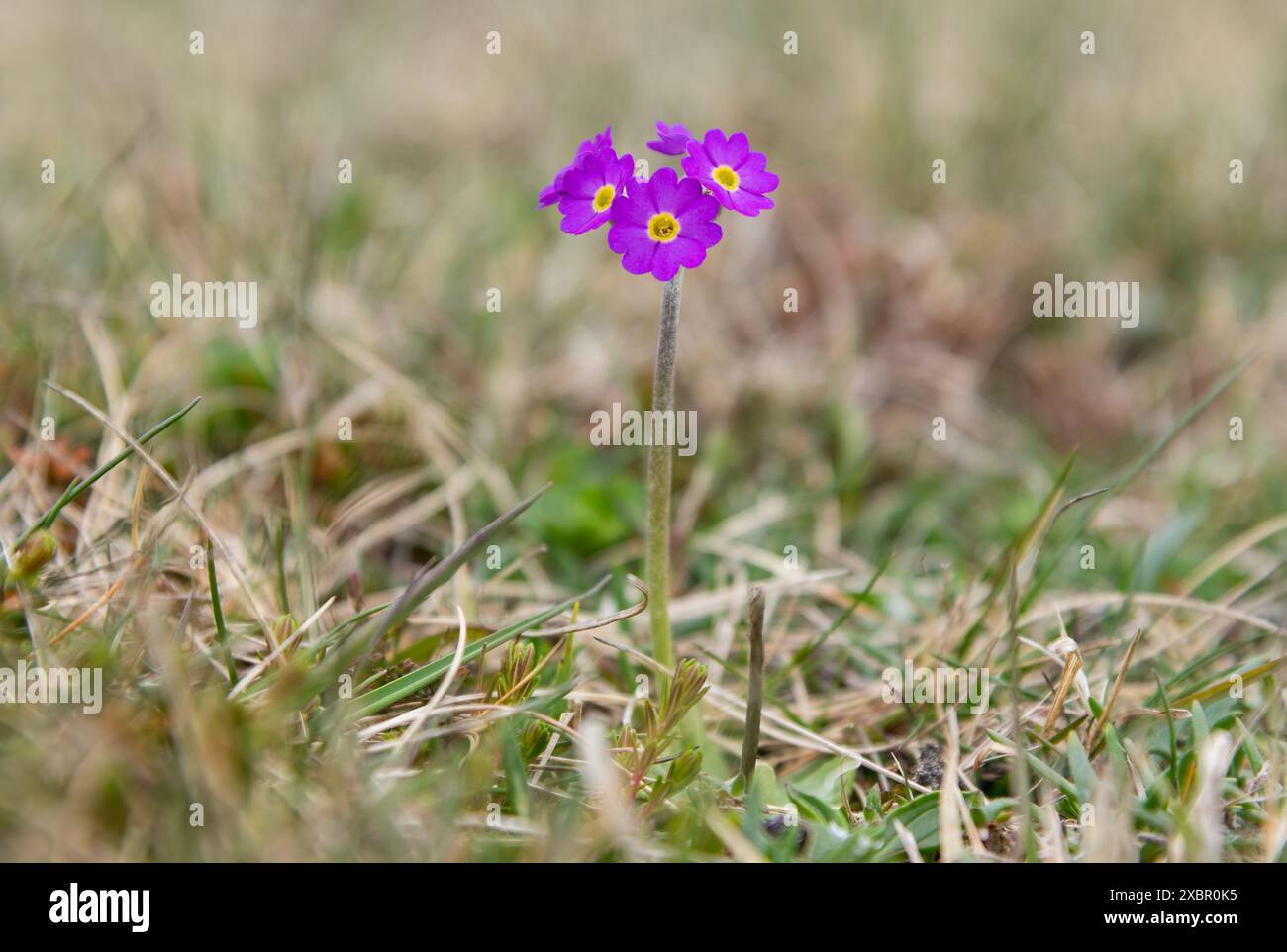 Scottish Primrose, Primula scotica, Yesnaby, Isole Orcadi, Scozia Foto Stock