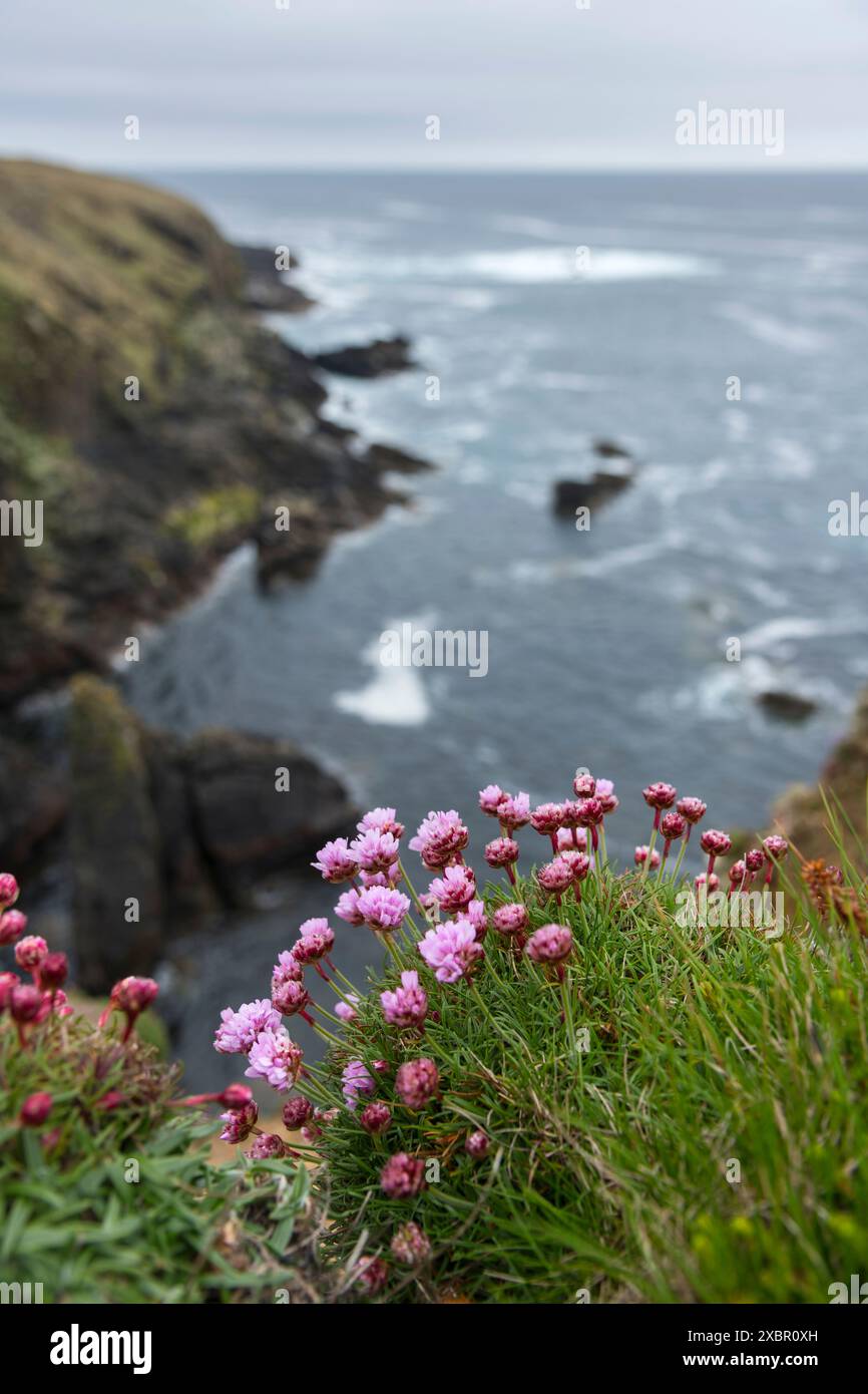 Thrift, scogliere e fondali marini a Yesnaby, Isole Orcadi, Scozia Foto Stock