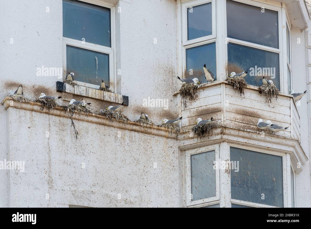 Uccelli kittiwake (Rissa tridactyla), colonia nidificante kittiwake sulle sporgenze di un edificio a Bridlington, fauna urbana, East Yorkshire, Inghilterra, Regno Unito Foto Stock