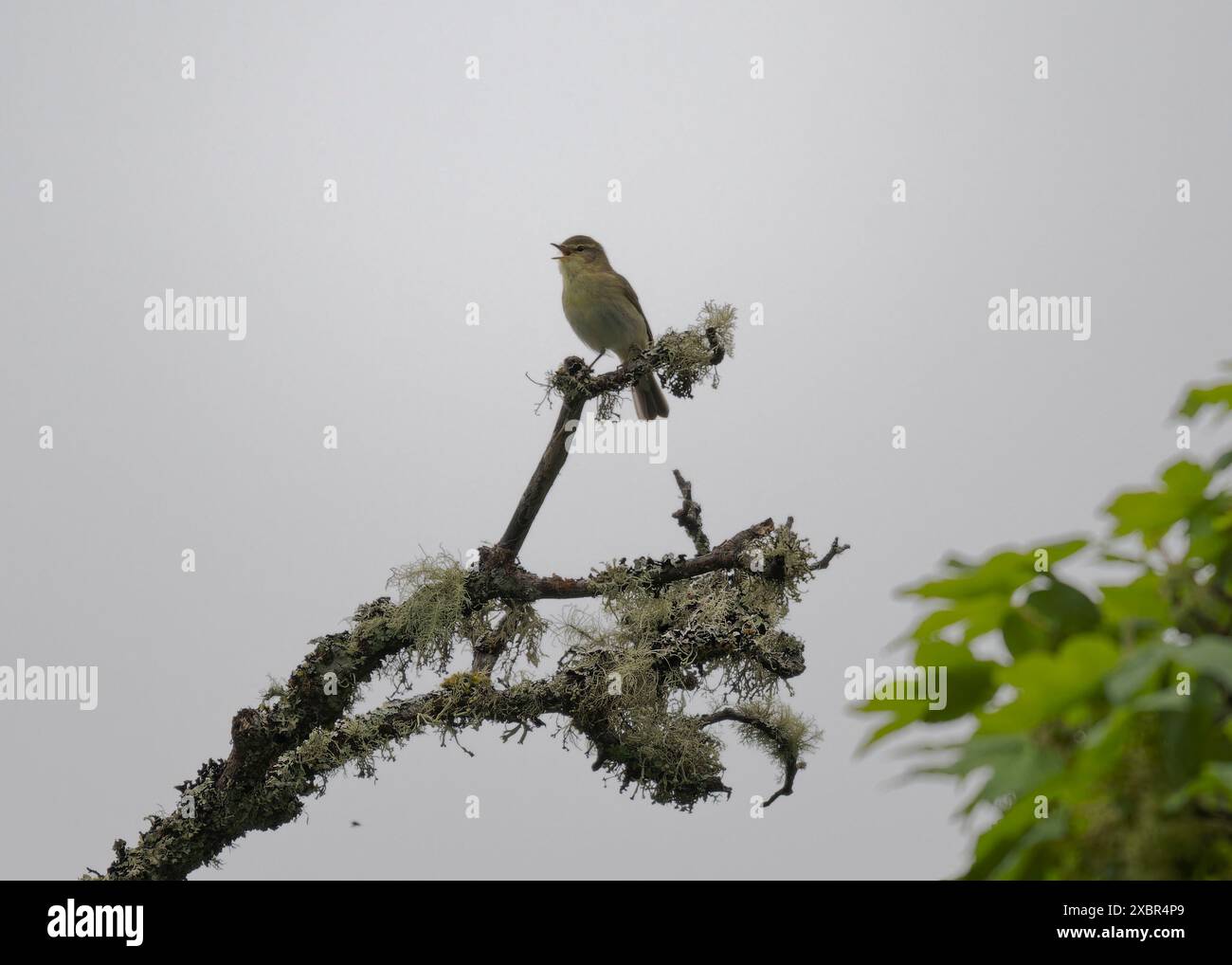 Salice della guerra (Phylloscopus trochilus) Lews Castle Grounds, Stornoway, Lewis, Western Isles, Scozia Foto Stock