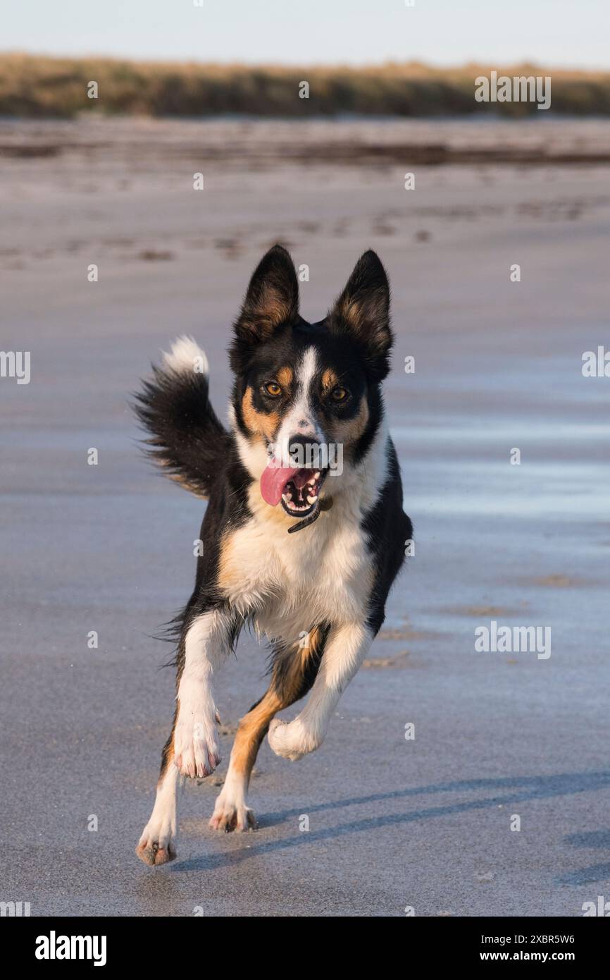 Cane Border Collie che corre sulla spiaggia di Backaskaill Bay, Sanday, Isole Orcadi, Scozia Foto Stock