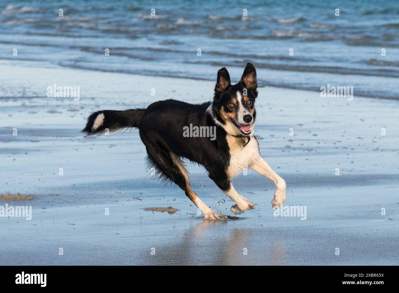 Cane Border Collie che corre sulla spiaggia di Backaskaill Bay, Sanday, Isole Orcadi, Scozia Foto Stock