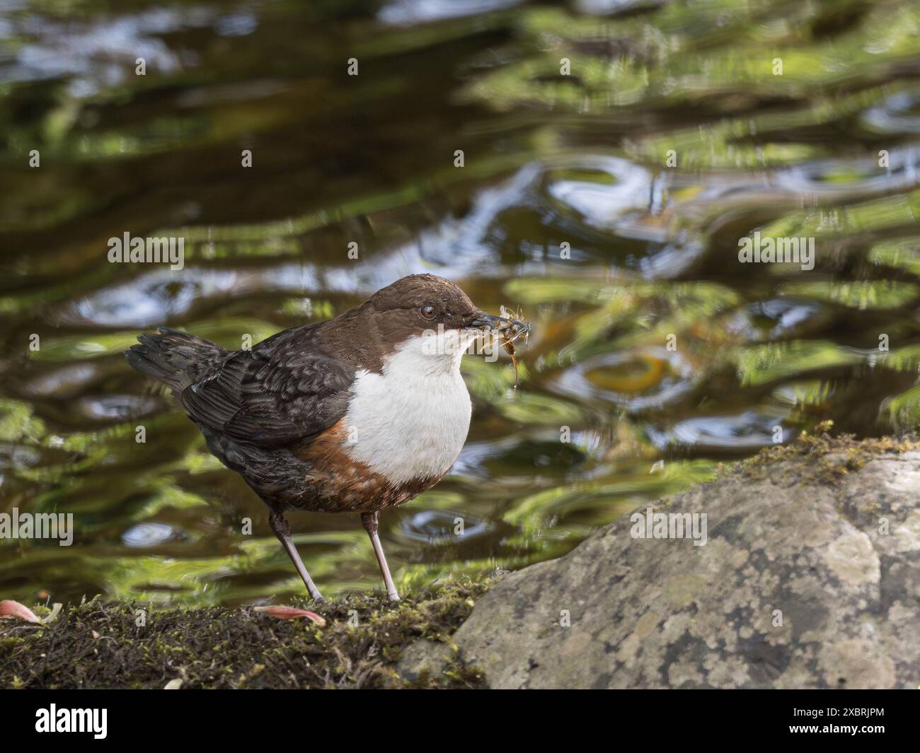 Dipper, Skyreburn, Dumfries & Galloway, Scozia Foto Stock