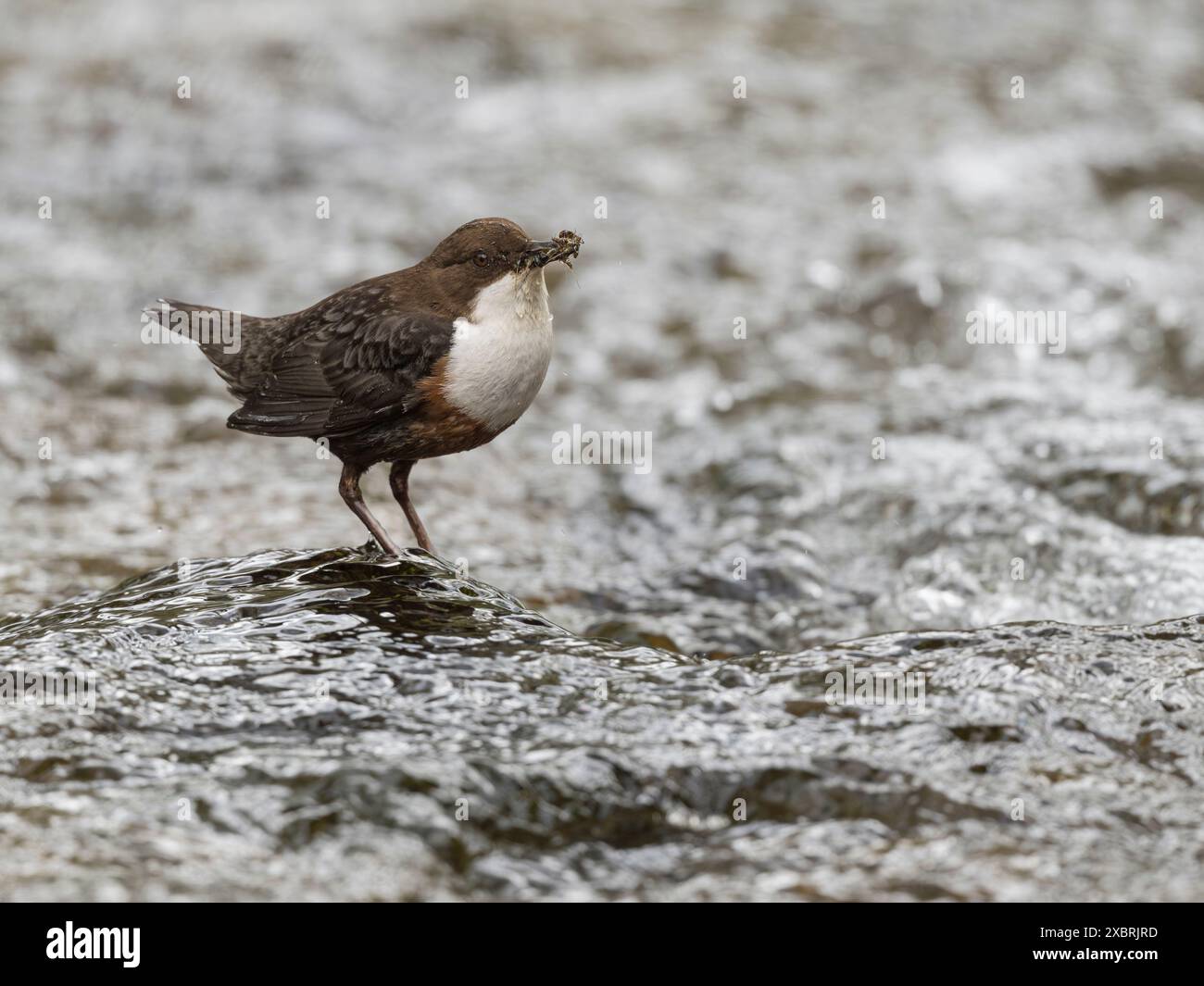Dipper, Skyreburn, Dumfries & Galloway, Scozia Foto Stock