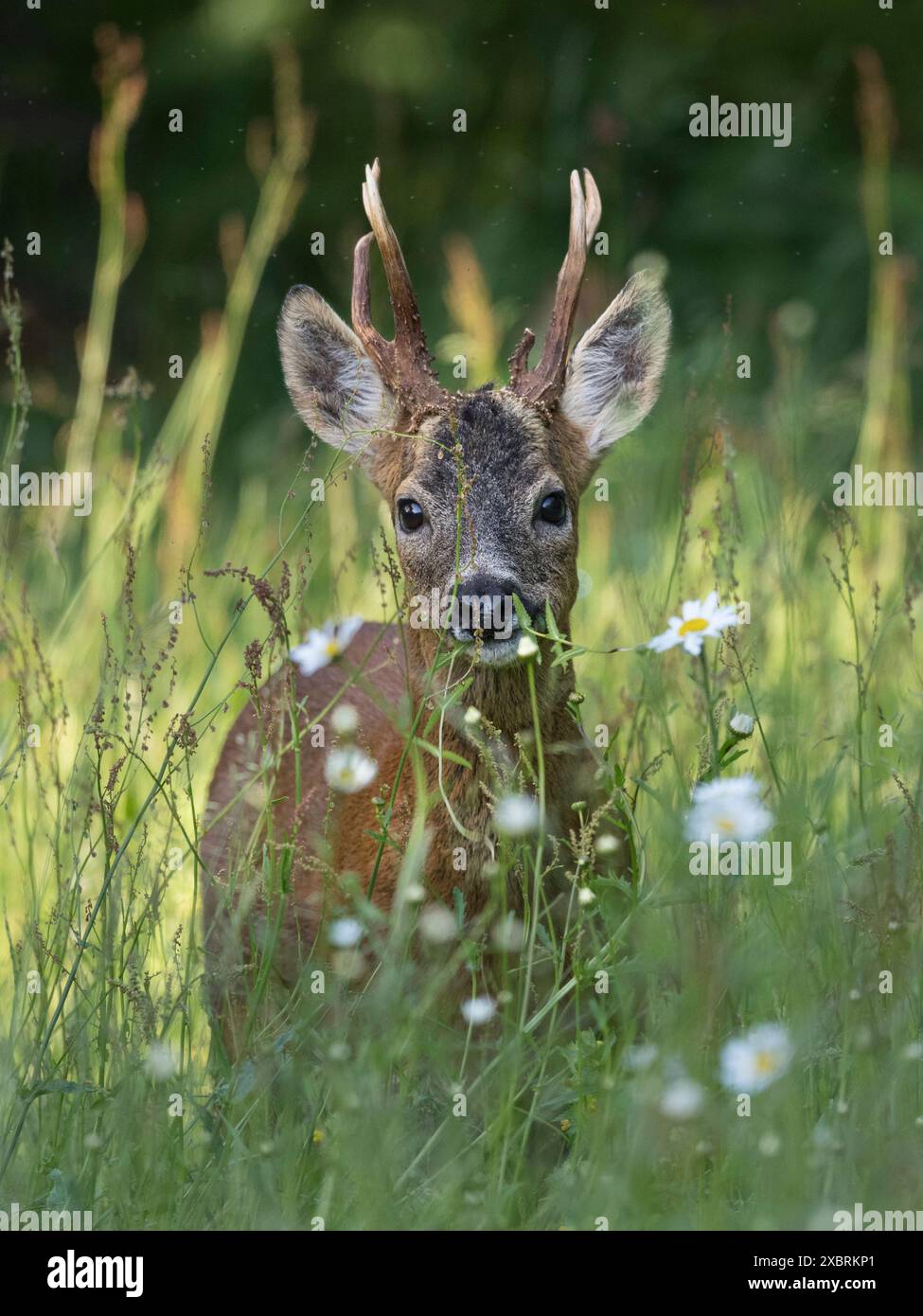 Roe Deer buck, nel prato di fiori selvatici, Dumfries e Galloway, Scozia Foto Stock