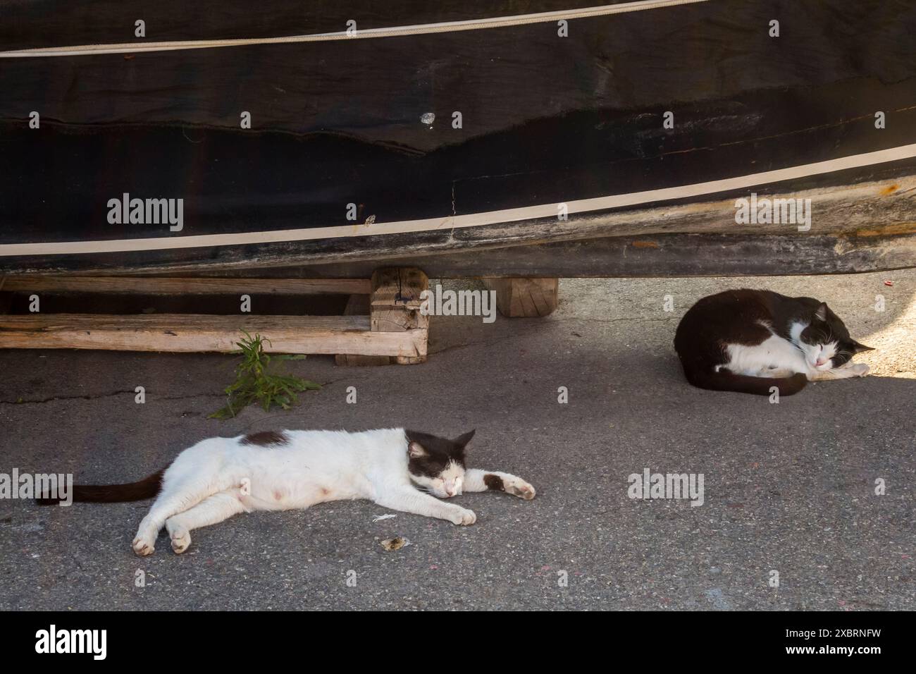Due gatti dormono all'ombra di una barca in un piccolo villaggio di pescatori in Sicilia, durante il caldo ardente di un'estate siciliana Foto Stock