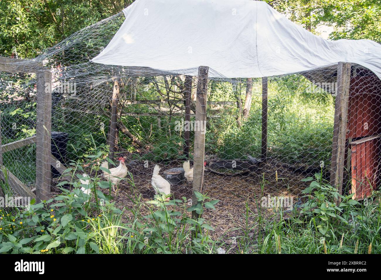 Piccolo giardino di polli con rete in acciaio per la protezione dai predatori Foto Stock