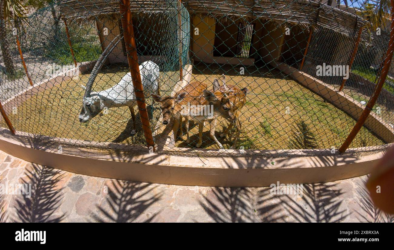 Fotografia di penna per animali nel vecchio villaggio rurale Oman durante il giorno di sole primaverile Foto Stock