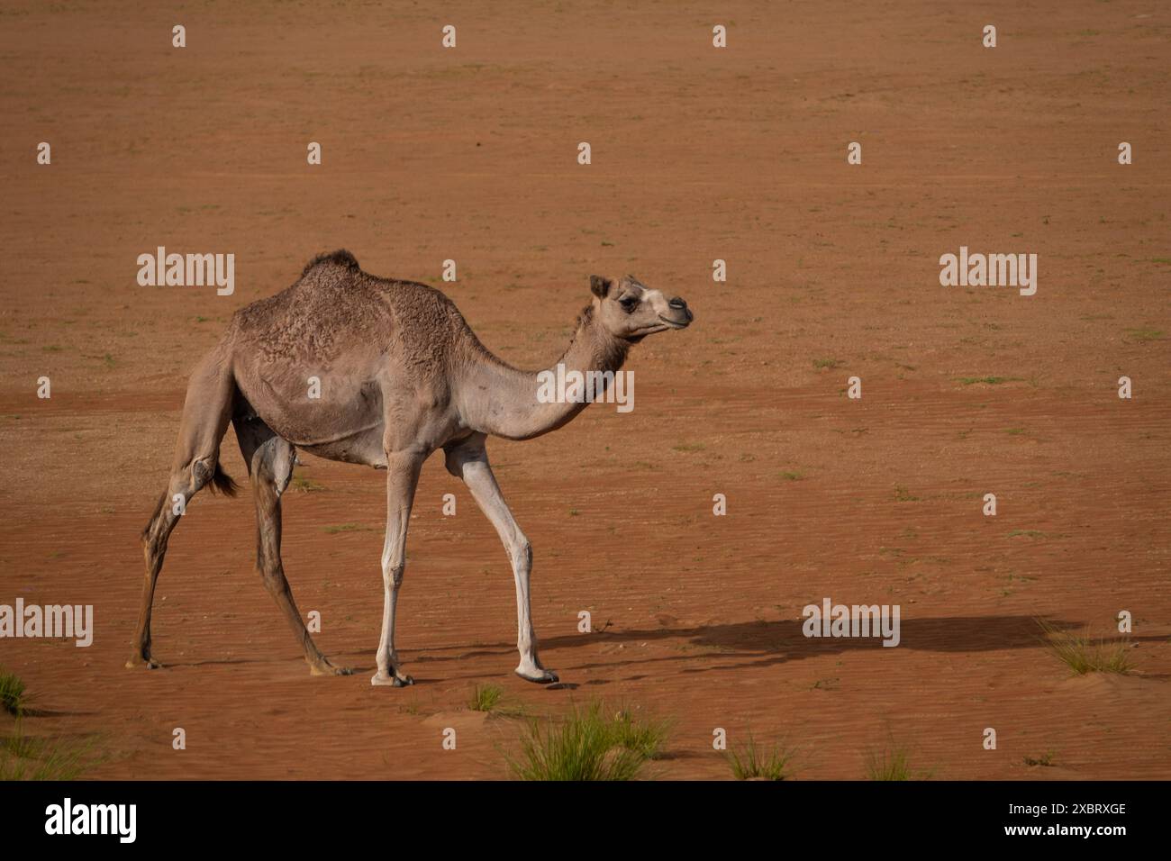 cammello a piedi attraverso il deserto di sabbia Foto Stock