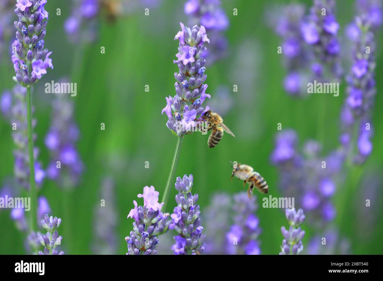 Impollinazione dell'ape su fiore di lavanda Foto Stock