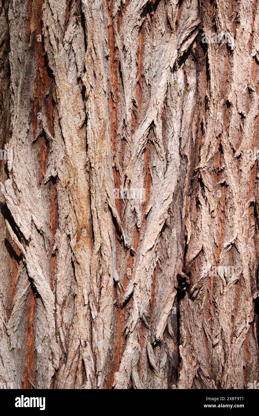 La corteccia del tronco dell'albero della menta piperita dell'Australia Occidentale, Agonis flexuosa, mostra le consistenze e i colori grigio e marrone rossastro. Foto Stock