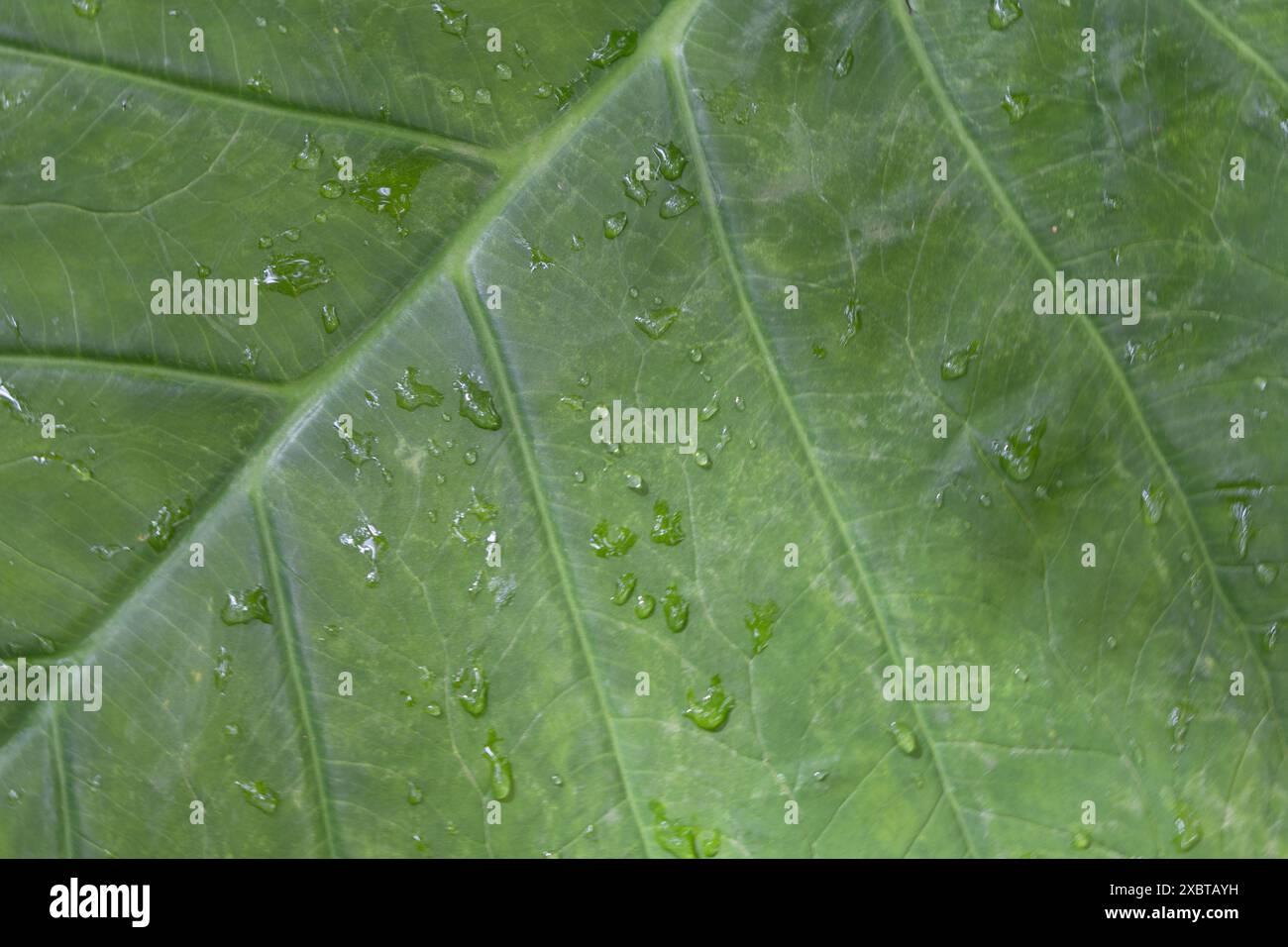 Cornice completa a foglia verde con gocce d'acqua Foto Stock