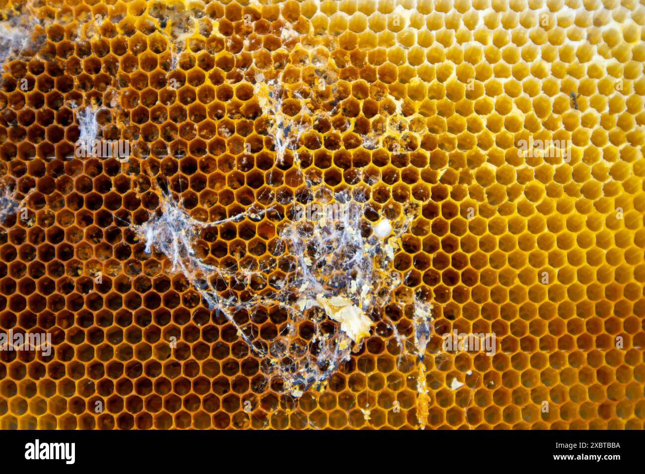 Larve di falena di cera che costruiscono una rete all'interno di una struttura a nido d'ape, causando danni all'integrità dell'alveare Foto Stock