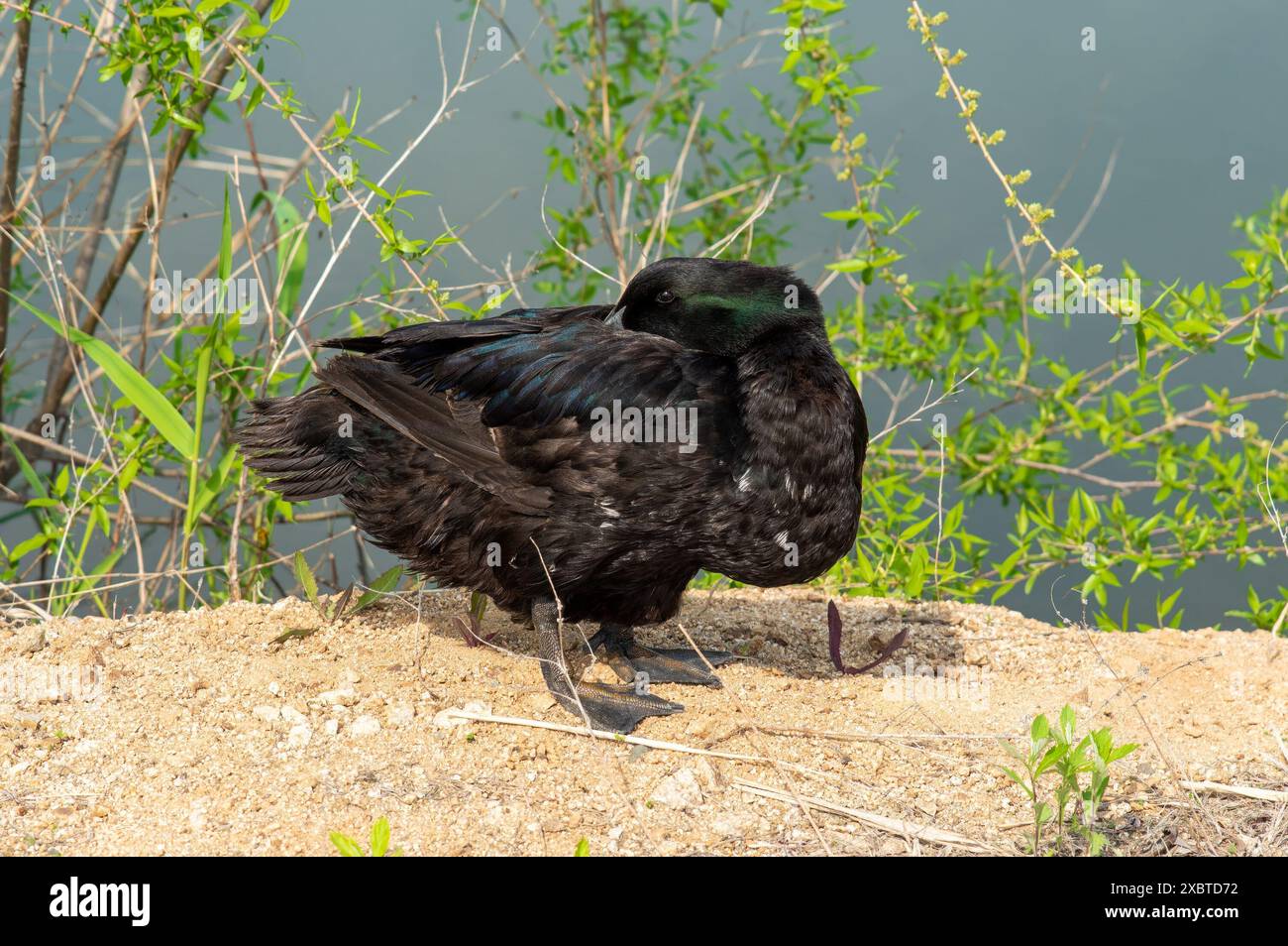 L'anatra di Pomerania o Pommerna conosciuta anche come l'anatra delle Shetland e l'anatra blu svedese Foto Stock