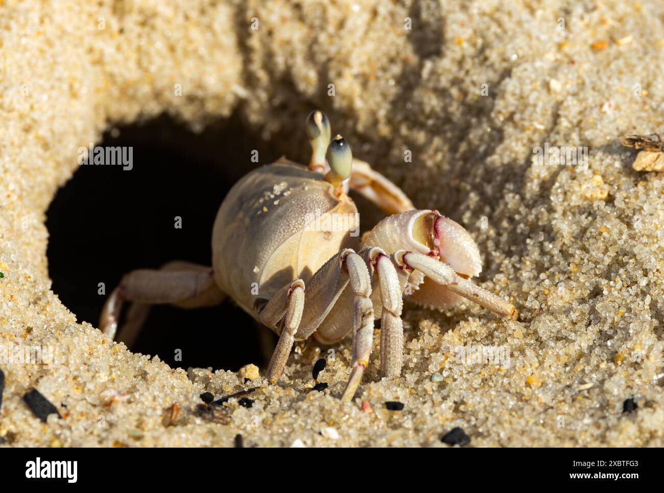 Il granchio fantasma è comune lungo le spiagge di sabbia tropicale dell'Africa orientale. Scavano tane nella sabbia per sfuggire ai predatori Foto Stock