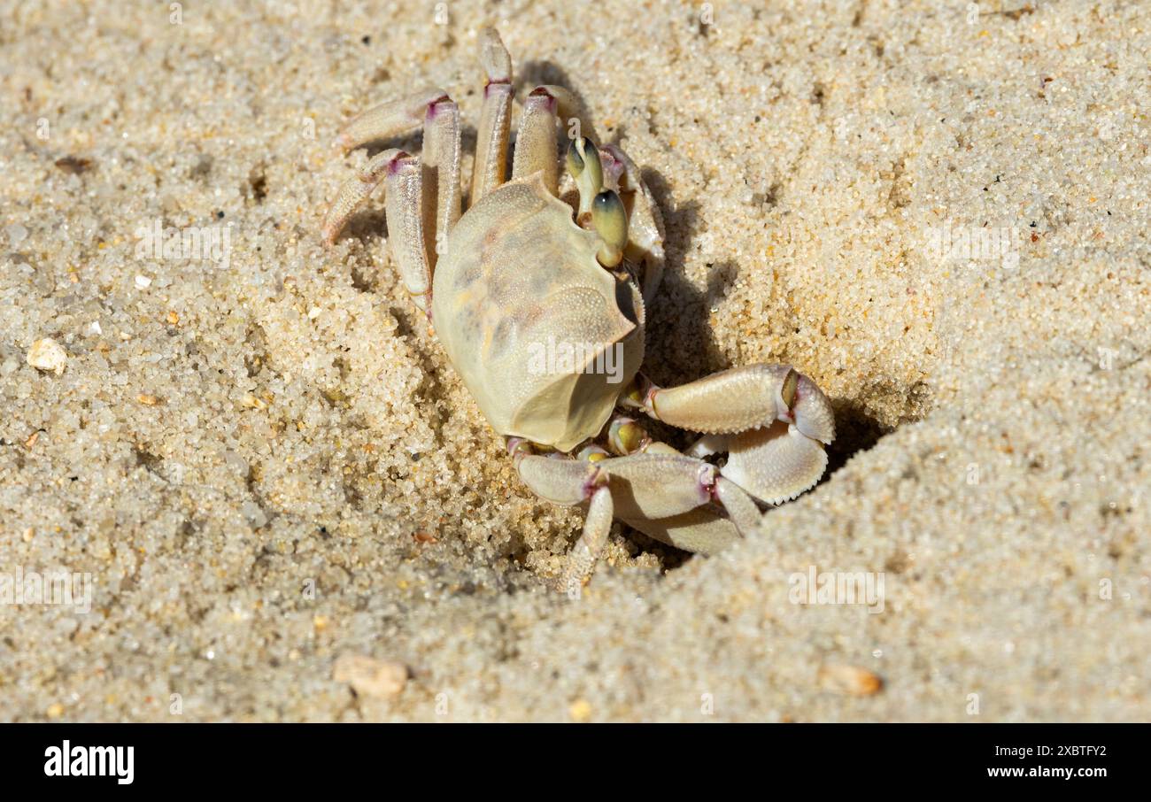 Il granchio fantasma è comune lungo le spiagge di sabbia tropicale dell'Africa orientale. Scavano tane nella sabbia per sfuggire ai predatori Foto Stock