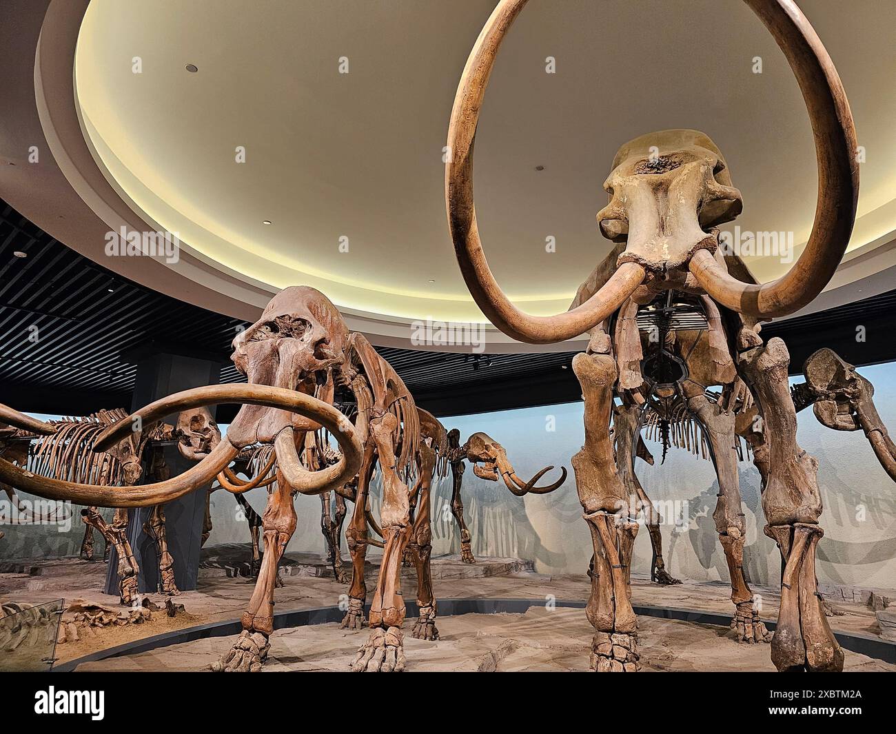 Harbin, la provincia cinese di Heilongjiang. 5 giugno 2024. Giganteschi scheletri di mammut sono in mostra nella sala espositiva del Daqing Museum nella città di Daqing, nella provincia di Heilongjiang, nella Cina nord-orientale, 5 giugno 2024. PER ANDARE CON "Across China: Il museo digitale riporta gli animali preistorici alla "vita" credito: Sun Xiaoyu/Xinhua/Alamy Live News Foto Stock