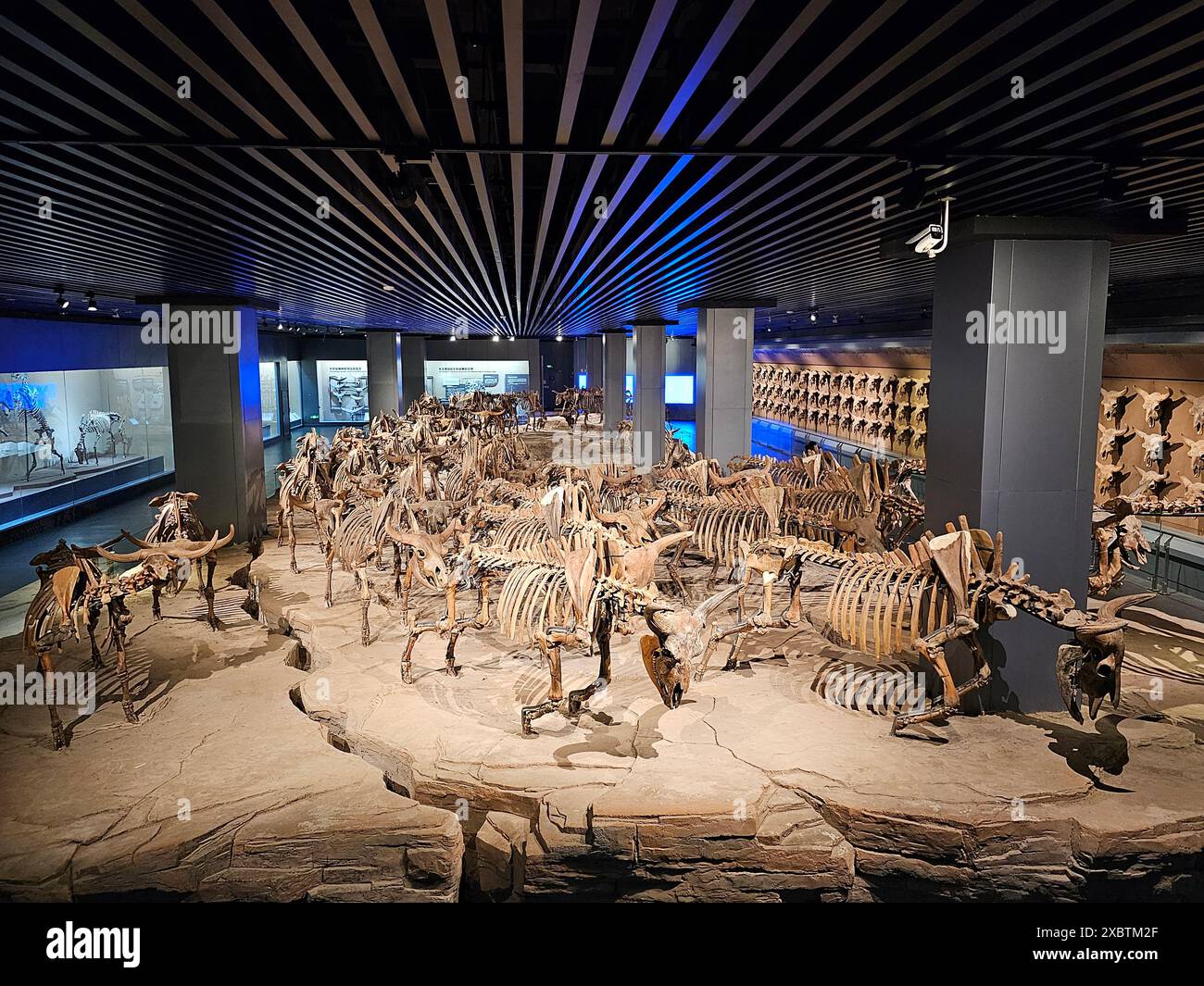 Harbin, la provincia cinese di Heilongjiang. 29 maggio 2024. Gli scheletri fossili di Bison sono in mostra al Daqing Museum nella città di Daqing, nella provincia di Heilongjiang, nel nord-est della Cina, il 29 maggio 2024. PER ANDARE CON "Across China: Il museo digitale riporta gli animali preistorici alla "vita" credito: Sun Xiaoyu/Xinhua/Alamy Live News Foto Stock