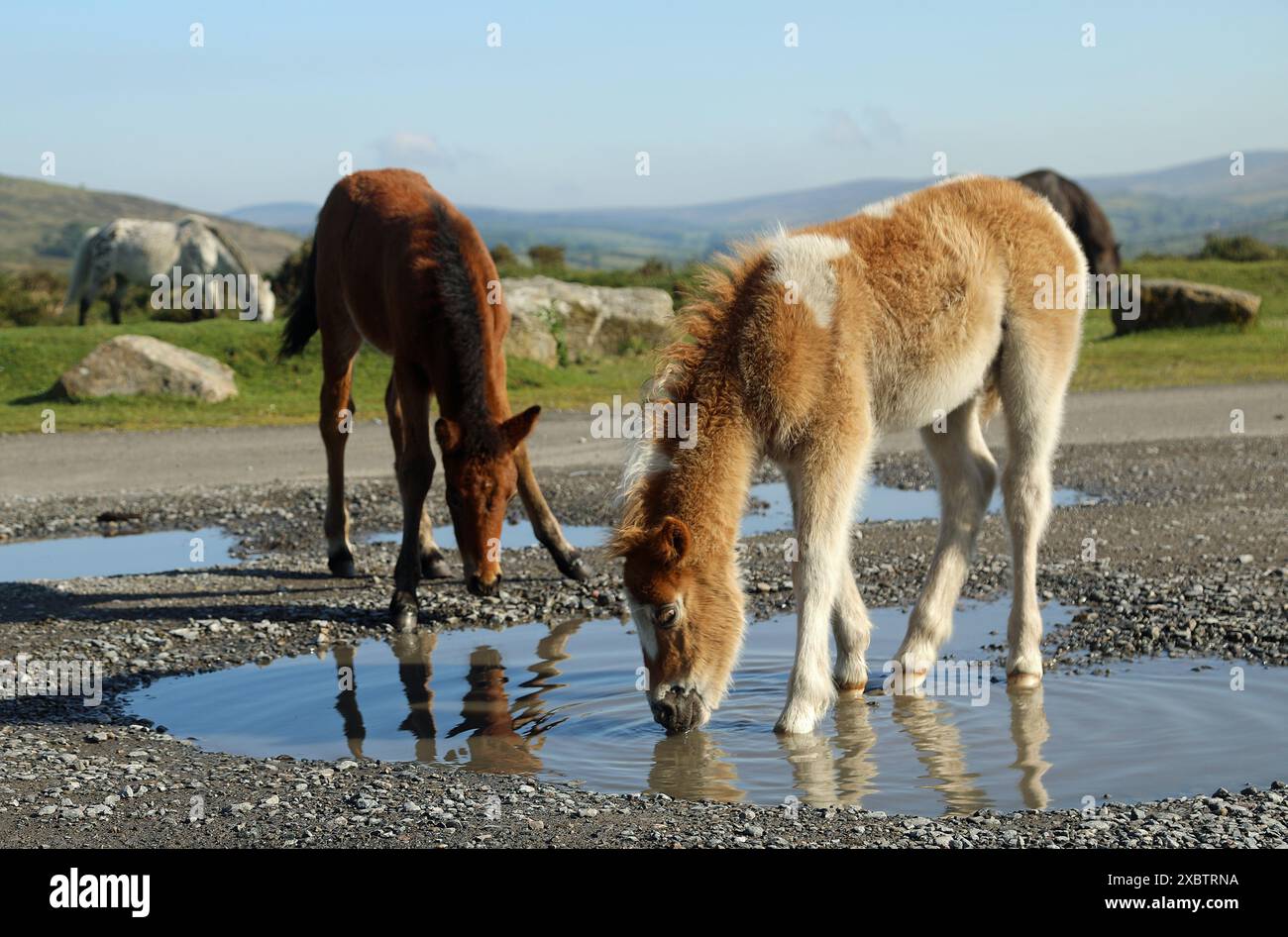 Dartmoor Pony Foto Stock