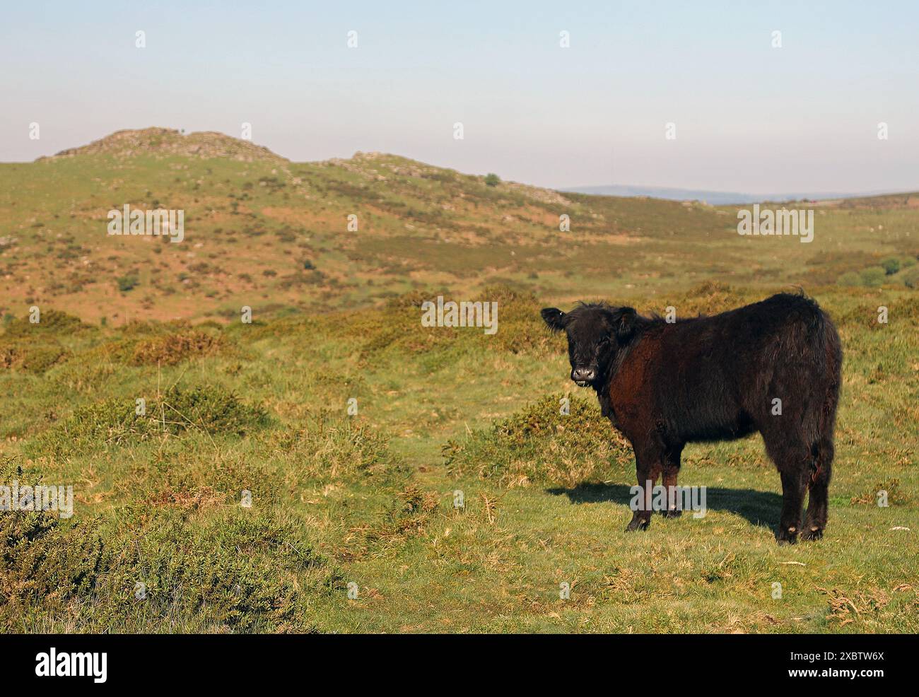 Mucca su Dartmoor, Devon, Regno Unito Foto Stock