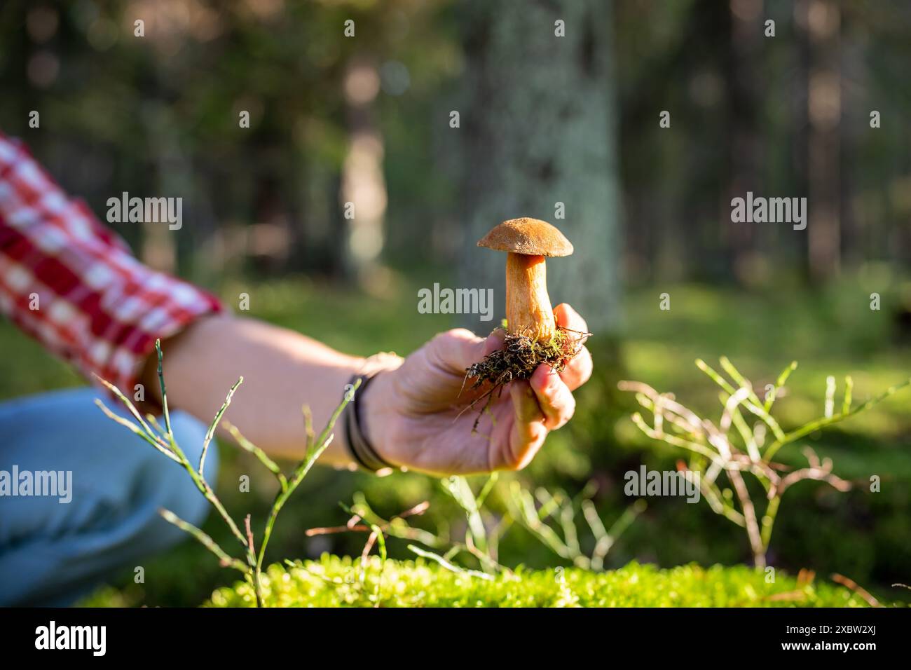 Uomo che raccoglie funghi Xerocomus commestibili durante le passeggiate nei boschi in estate, primo piano delle mani. Ecoturismo. Foto Stock