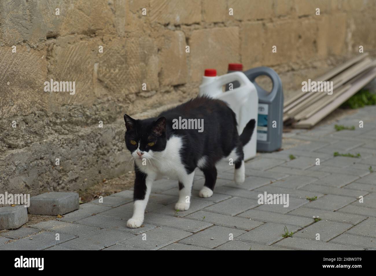 il gatto bianco e nero cammina lungo il muro della casa Foto Stock