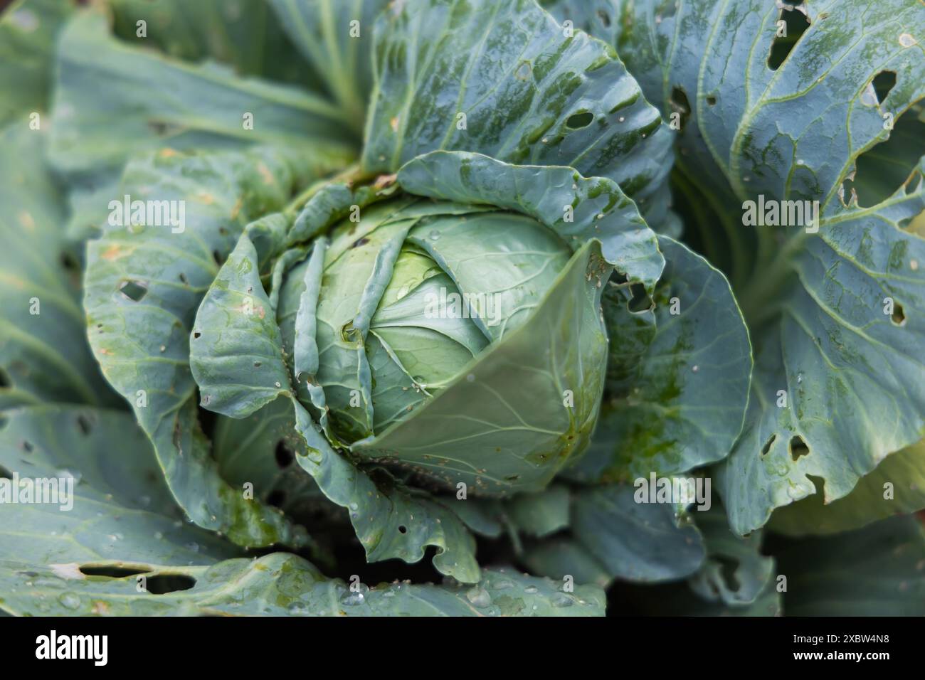 Bella testa di cavolo naturale che cresce nel terreno con consistenza e parti di foglie con fori. Bella testa di cavolo che cresce in giardino con parti di Foto Stock