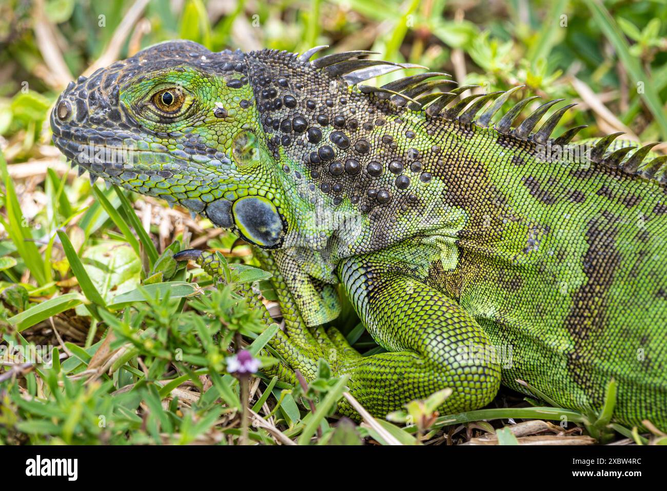 Iguana verde che si fonde con l'erba circostante nella contea di Palm Beach, Florida. (USA) Foto Stock