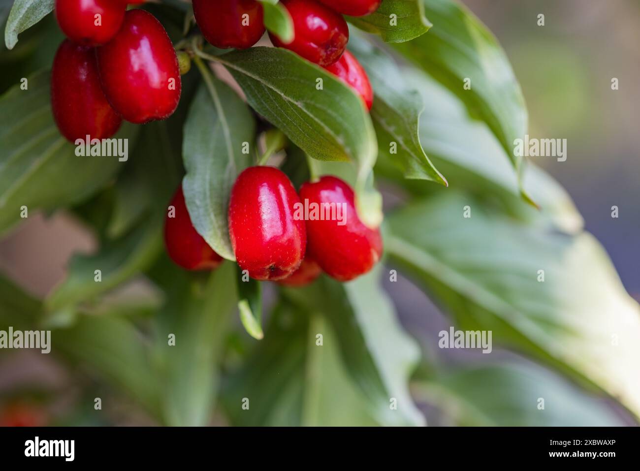 bacca di dogwood su un albero primo piano, bacche salutari e frutta concetto Foto Stock