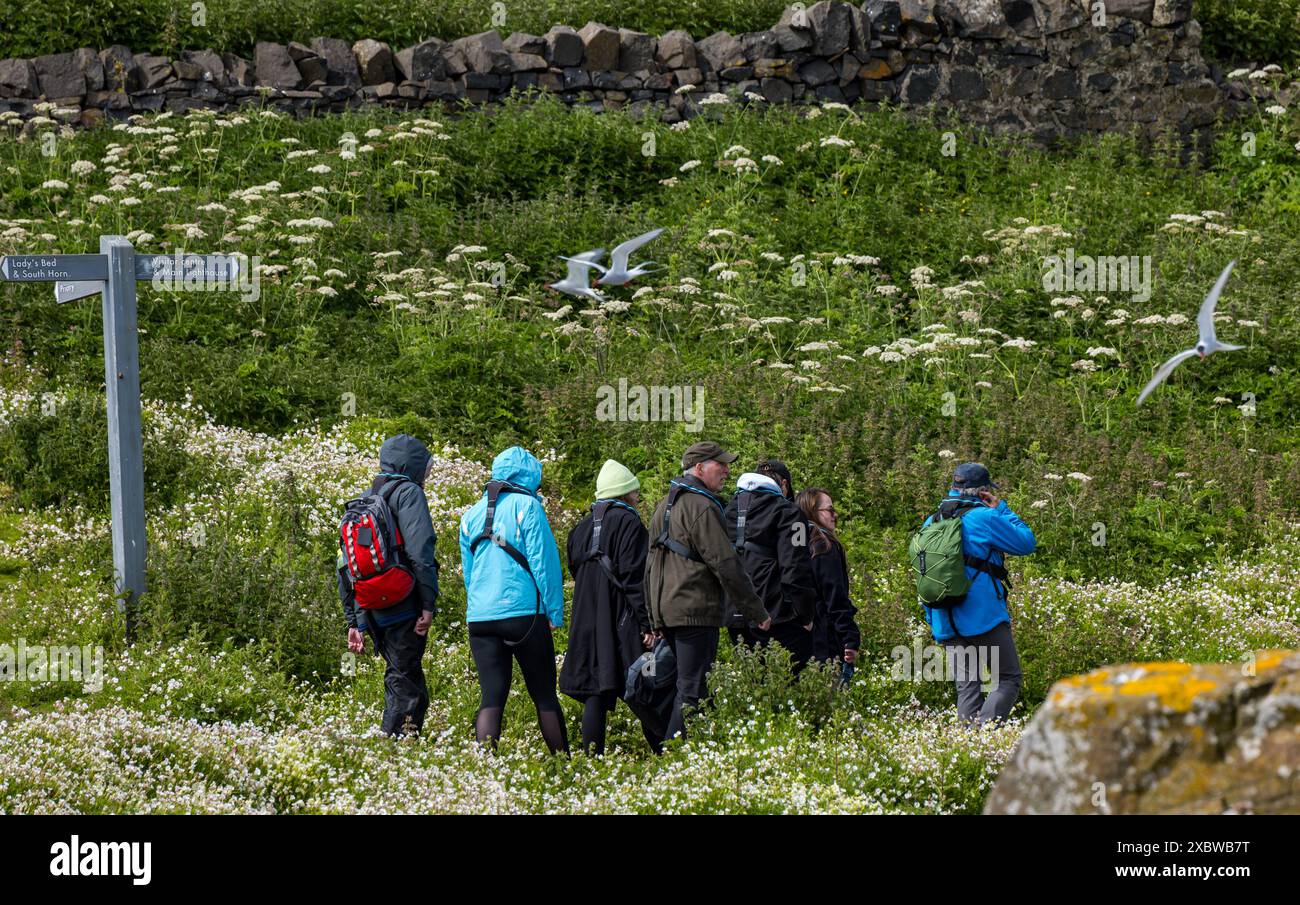 Isola di maggio, Scozia, Regno Unito, 13 giugno 2024. I Terni artici ritornano sull'isola di maggio: Si stima che 200 Sterne artiche siano tornate quest'anno e si stiano annidando. L'anno scorso, per ragioni sconosciute, sono arrivati, ma ci sono rimasti solo pochi giorni e non c'è stata nidificazione. La popolazione abituale è di circa 600 uccelli. Nella foto: Le terns sono note per attaccare i visitatori che camminano troppo vicino ai loro nidi. Crediti: Sally Anderson/Alamy Live News Foto Stock