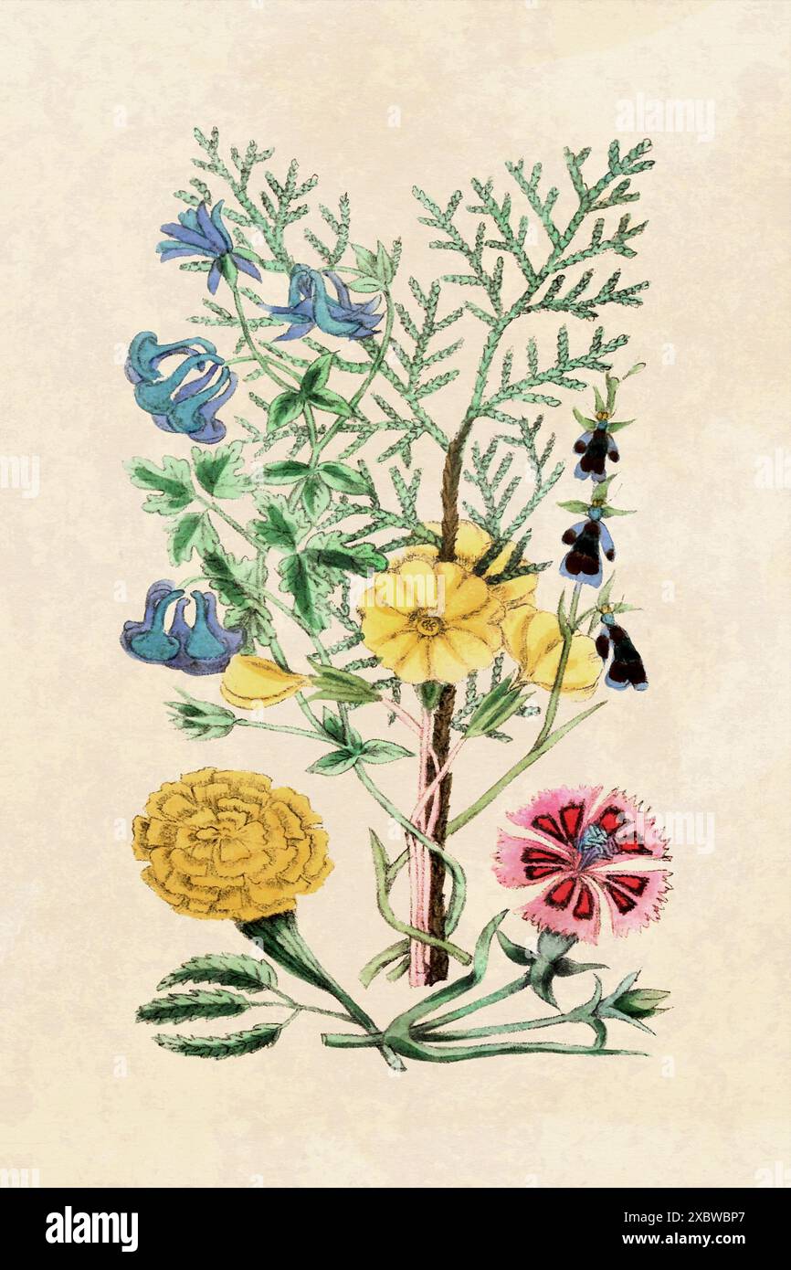Illustrazione di fiori rustici. Arte floreale su sfondo beige. Arte vintage. Foto Stock