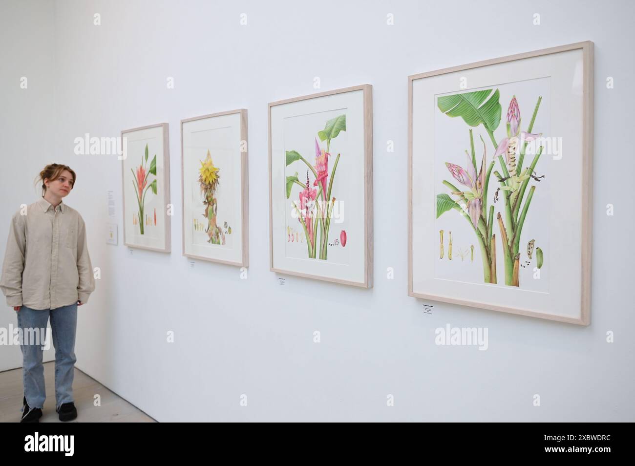 Fotografia e arte di livello mondiale sono riunite in un unico favoloso RHS Show presso la Saatchi Gallery. Dal 14 giugno al 7 luglio 2024, saranno esposte splendide opere d'arte botanica e fotografie con una ricca varietà di soggetti, dai fiori medicinali da dessert alle banane ornamentali, dalle immagini di muffe di melma forestali alle piante urbane. Presenterà il lavoro di 23 artisti leader a livello mondiale e 18 fotografi ... Foto Stock