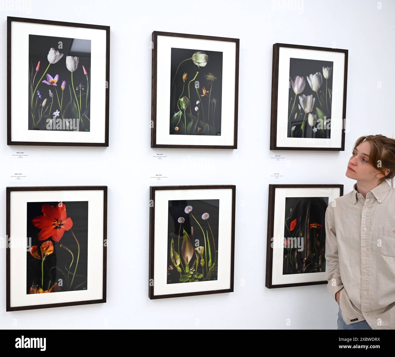 Fotografia e arte di livello mondiale sono riunite in un unico favoloso RHS Show presso la Saatchi Gallery. Dal 14 giugno al 7 luglio 2024, saranno esposte splendide opere d'arte botanica e fotografie con una ricca varietà di soggetti, dai fiori medicinali da dessert alle banane ornamentali, dalle immagini di muffe di melma forestali alle piante urbane. Presenterà il lavoro di 23 artisti leader a livello mondiale e 18 fotografi ... Foto Stock