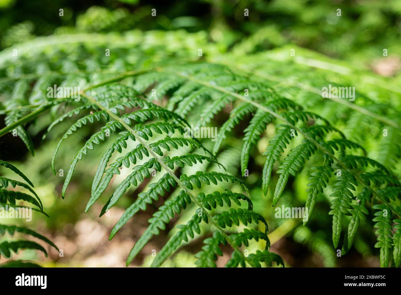 Primo piano di foglie di felce verdi naturali in una foresta. Foto Stock