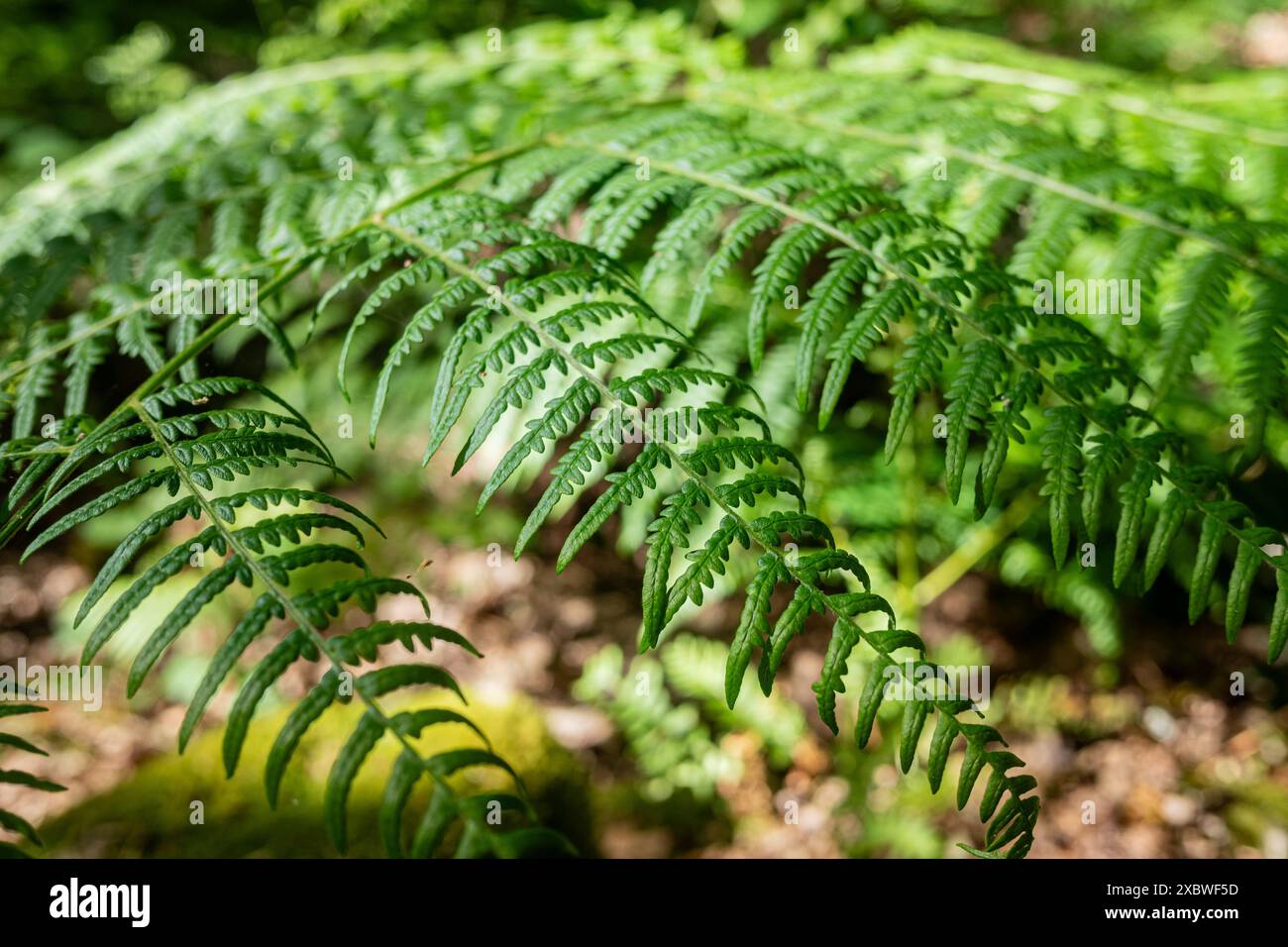 Foglie di felce verdi fresche in una foresta. Sfondo testurizzato naturale. Foto Stock