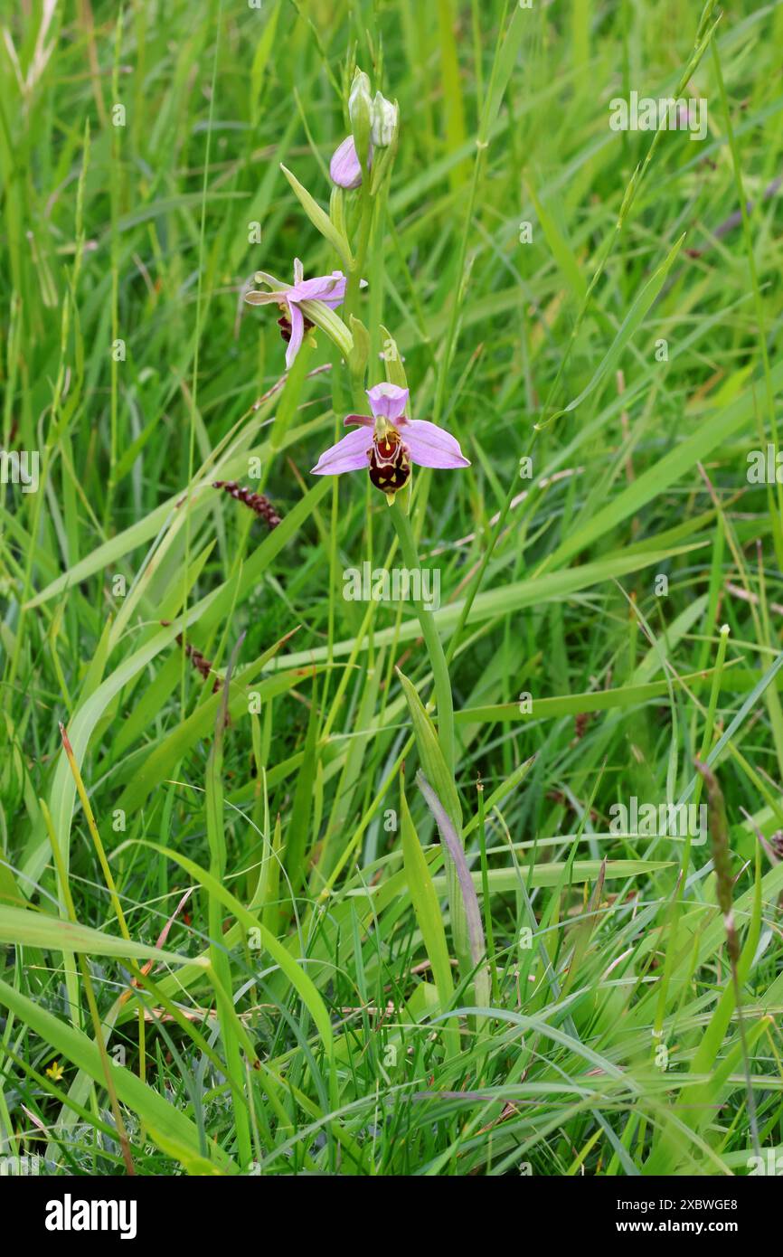A Bee Orchid (Ophrys apifera) nel Cotswold Hills Gloucestershire Regno Unito Foto Stock