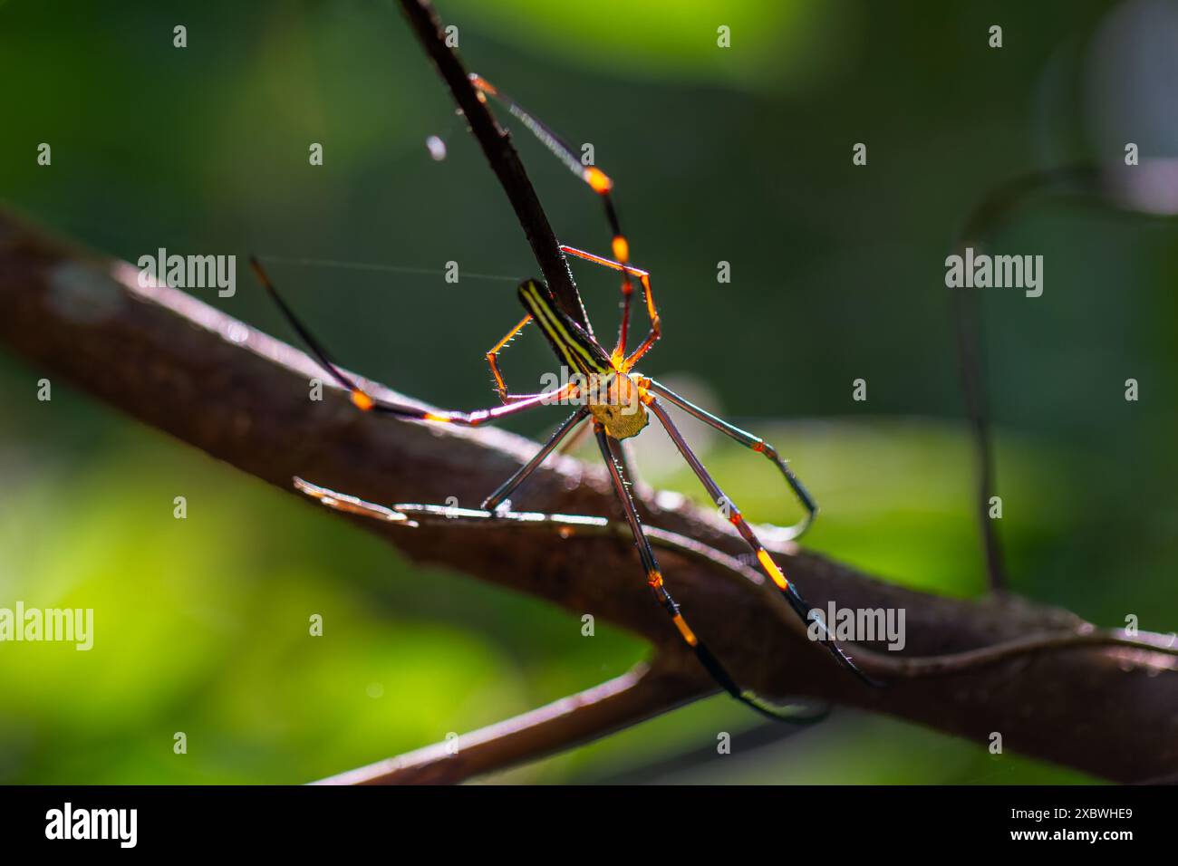 Un ragno di Nephila pilipes, noto anche come il ragno gigante di Orb-weaver, è stato fotografato nella sua ragnatela. Wulai, Taiwan. Foto Stock